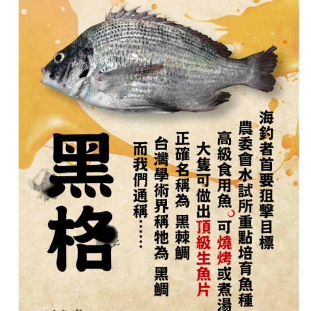 黑格 磯釣海魚 黑鯛 蝦皮購物