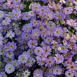 西洋菊 紅色 法國菊 濱菊 法蘭西菊 牛眼菊 菊花 菊花茶 蝦皮購物