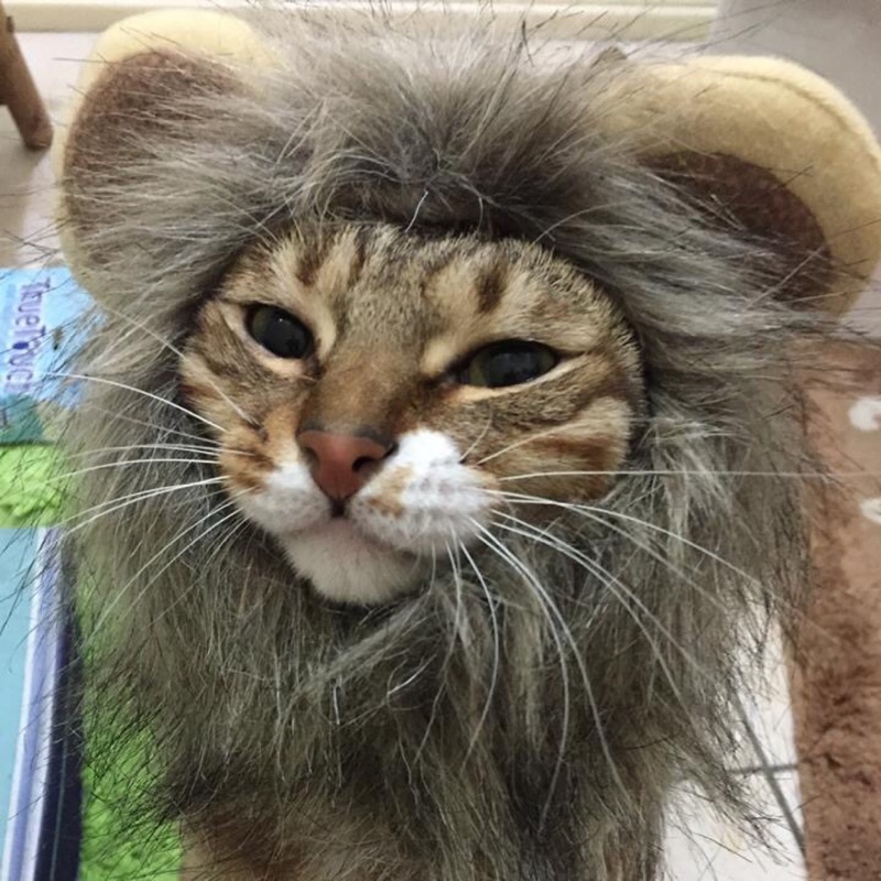 現貨只有一頂貓咪頭套獅子造型可愛逗趣寵物頭套s號魔鬼氈黏貼霸氣十足貓頭套獅子頭套照片實品拍攝