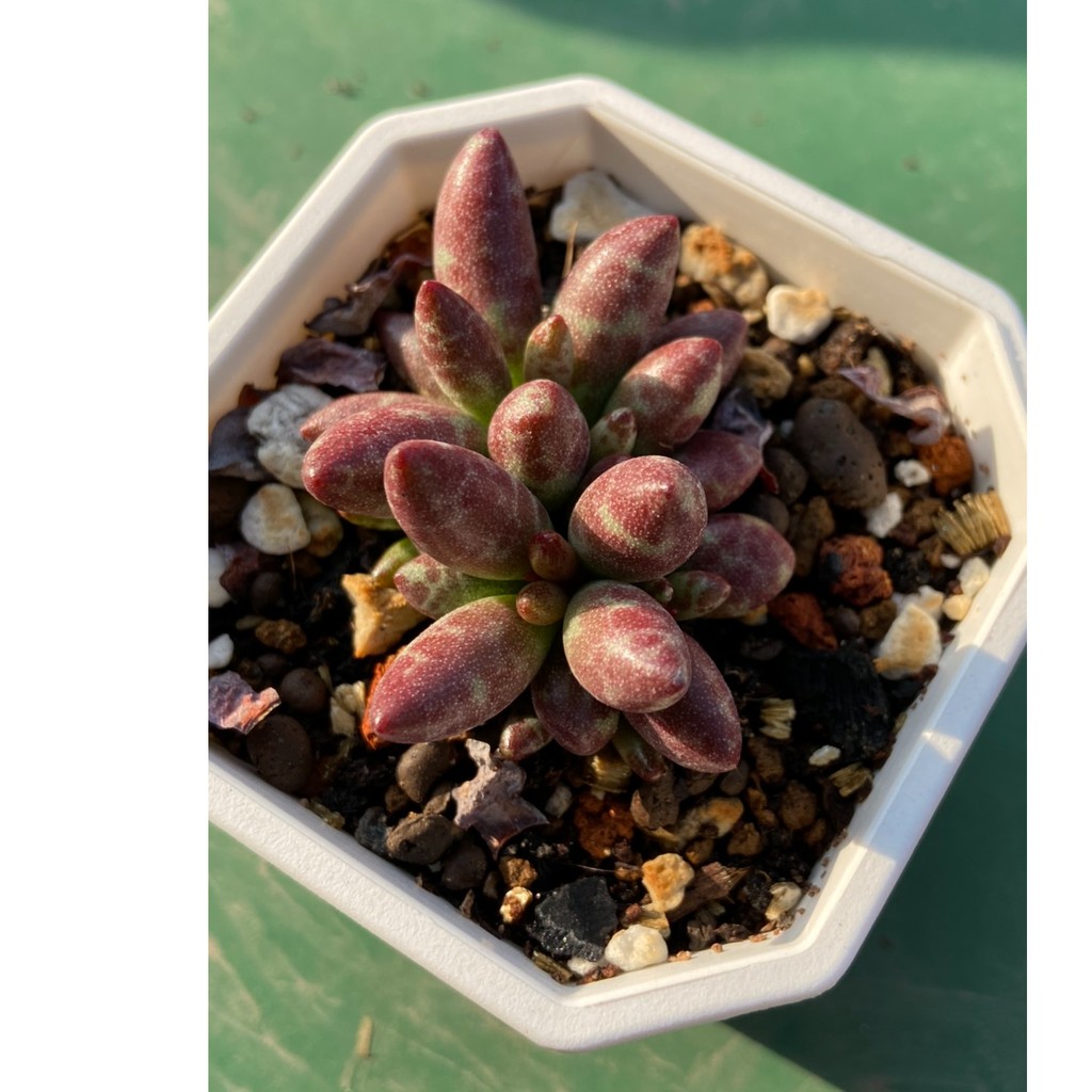 519uncle 多肉植物 赤水玉天章 多肉進口組盆療癒植物519大叔的多肉園 蝦皮購物