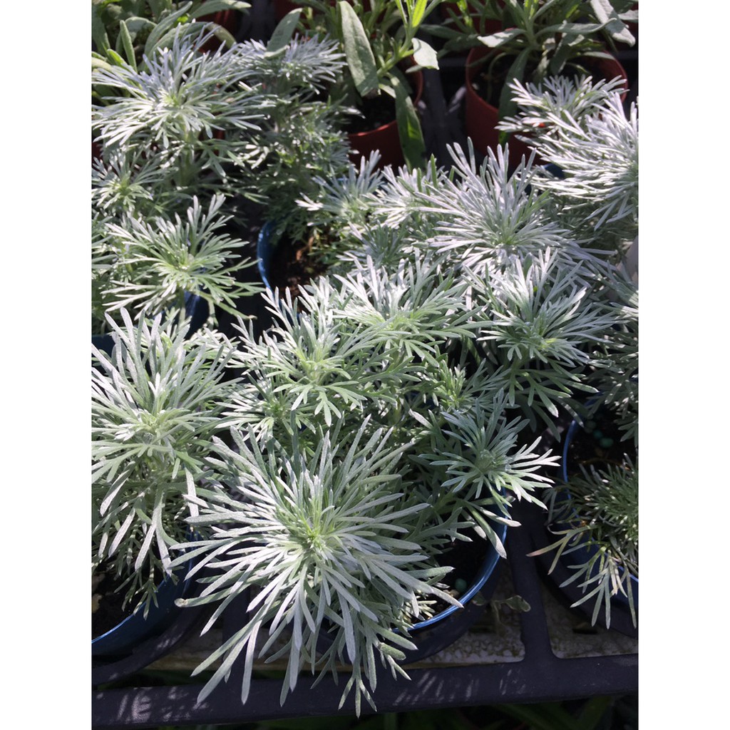 一禪種苗園 銀白細緻的葉片 朝霧 觀賞植物 3吋盆 蝦皮購物