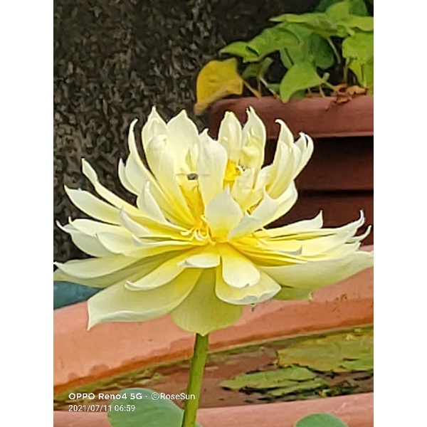 水生植物 睡蓮 碗蓮 荷花 秣陵秋色荷花 下單前請先聊聊 蝦皮購物