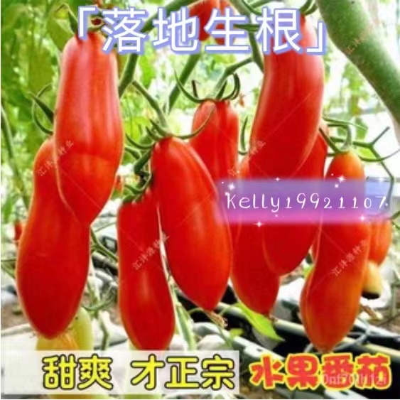 【落地生根】水果蔬菜種子 生吃水果番茄 四季奶油紅香蕉番茄種子 長橢圓形番茄水果盆栽水果種子