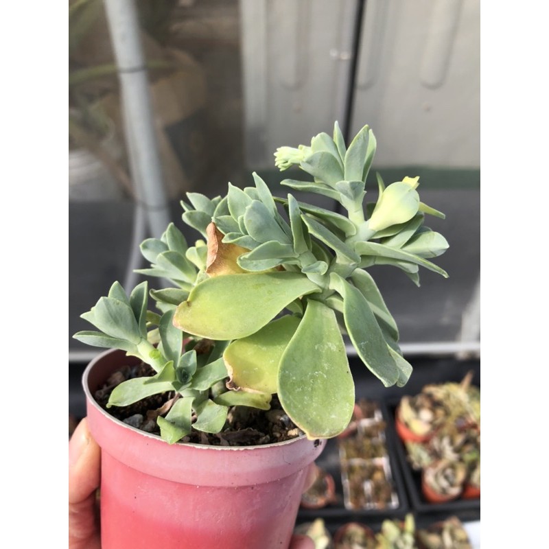 Kiki貓多肉園多肉植物薄化粧小老欉 蝦皮購物