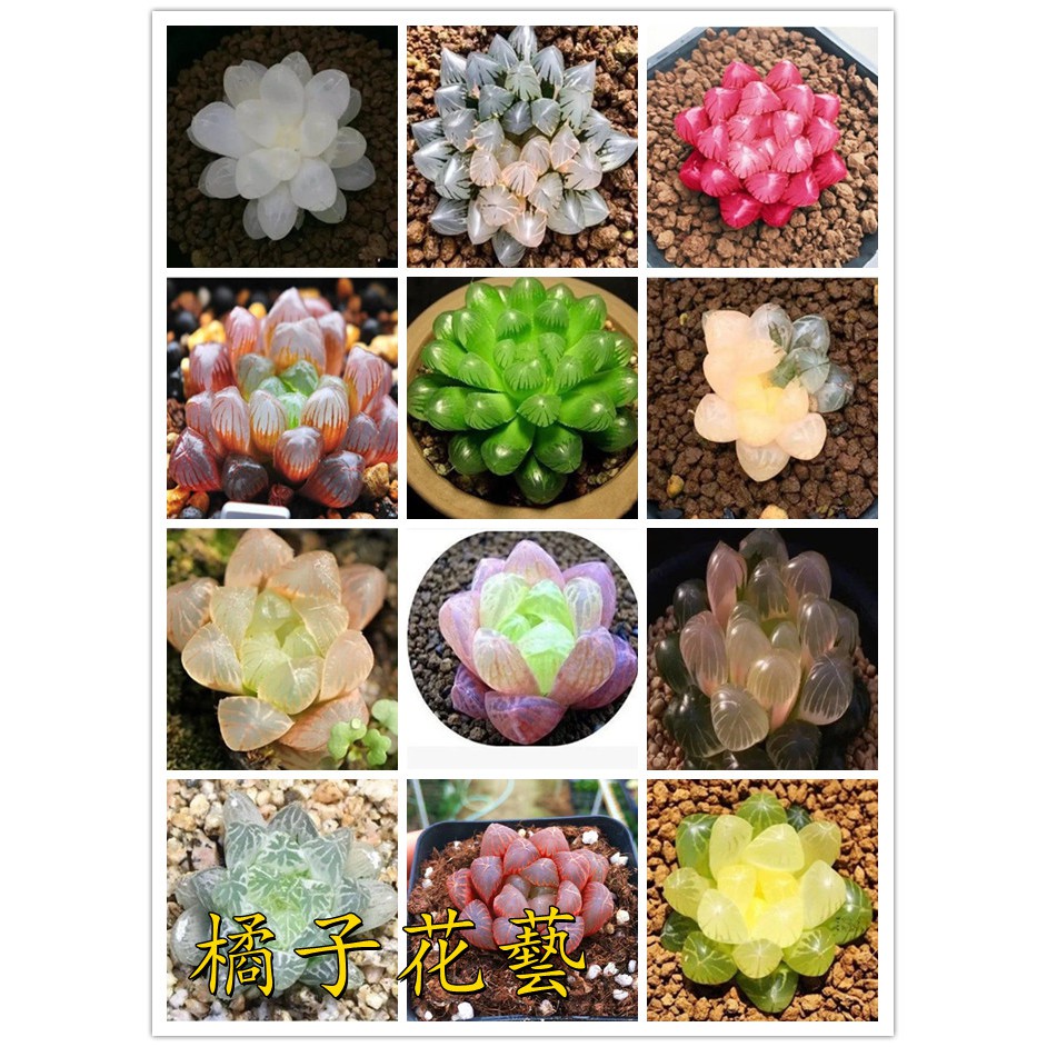 多肉種子多肉植物種子四季易活室內盆栽肉肉花卉種子籽 蝦皮購物