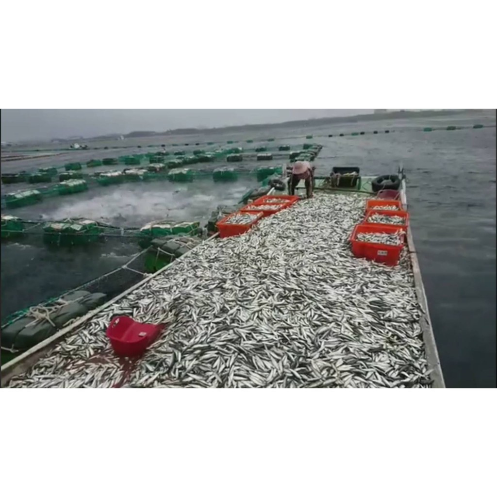 金鯧魚 澎湖直送 澎湖優鮮 龍虎石斑魚 珍珠石斑魚 海鮮 龍膽石斑魚 海鱺魚 金鯧魚 嘉臘魚 海水養殖 魚塊 魚肉 蝦皮購物