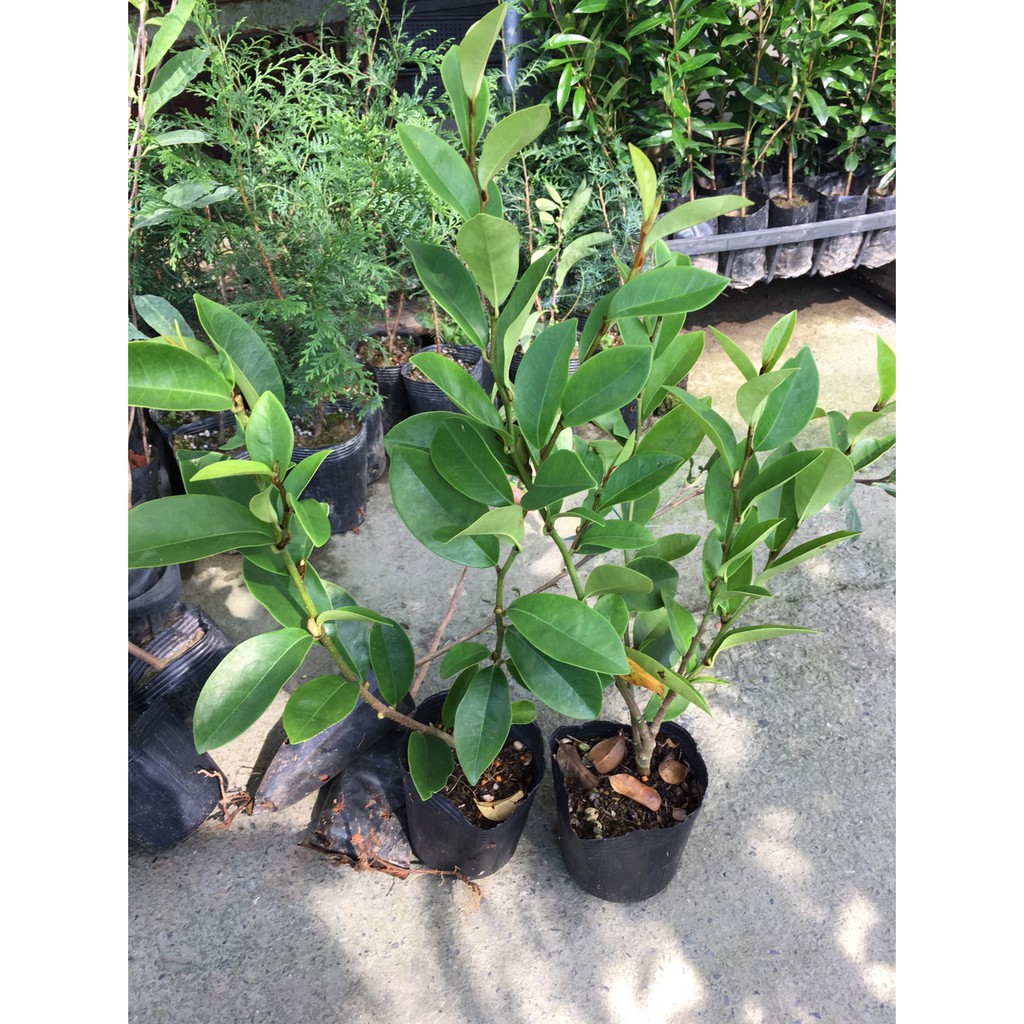 慶平花坊-[含笑花苗]常綠灌木或小喬木-3吋盆/淡黃色肉質花瓣6枚/是民家常見的庭園香花植物/為青帶鳳蝶類幼蟲食草植物