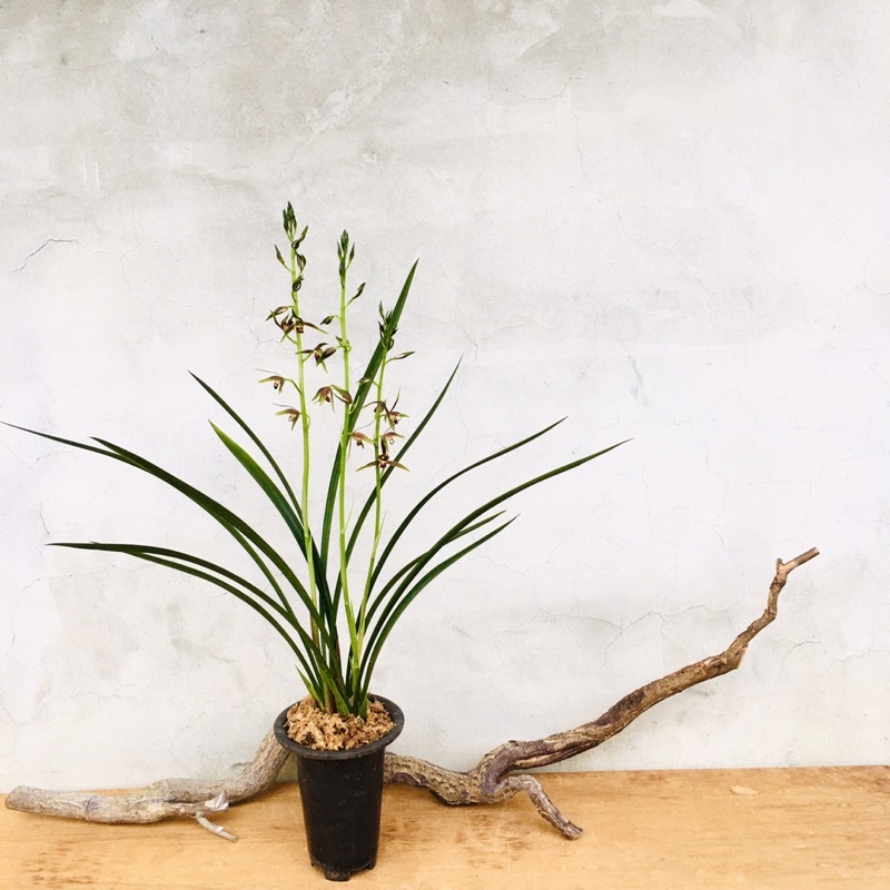 七分田迎春稀有野生品種 香帥 報歲蘭國蘭 蝦皮購物