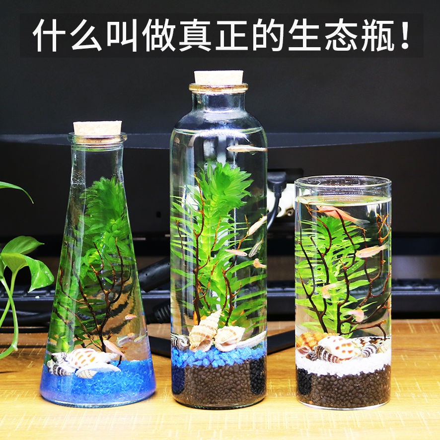 台灣現貨包郵斗魚活體生態瓶魚活體免換水族免打理斗魚缸桌面迷你微景觀造景 蝦皮購物