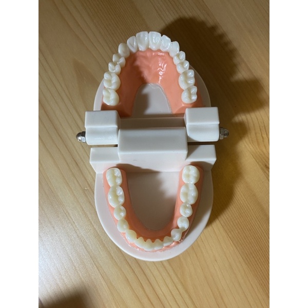 [全新］牙齒模型練習刷牙教具