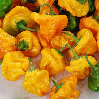 ↖雅買家圓帽 黃磨菇 黃飛碟 辣椒(種子) ↗