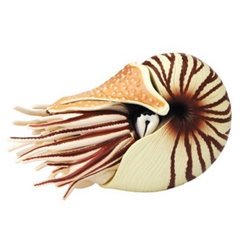 *-翔寶玩具屋-*  ㊣ 4D PUZZLE 海洋生物 ( 鸚鵡螺 )立體益智模型拼圖  #26545