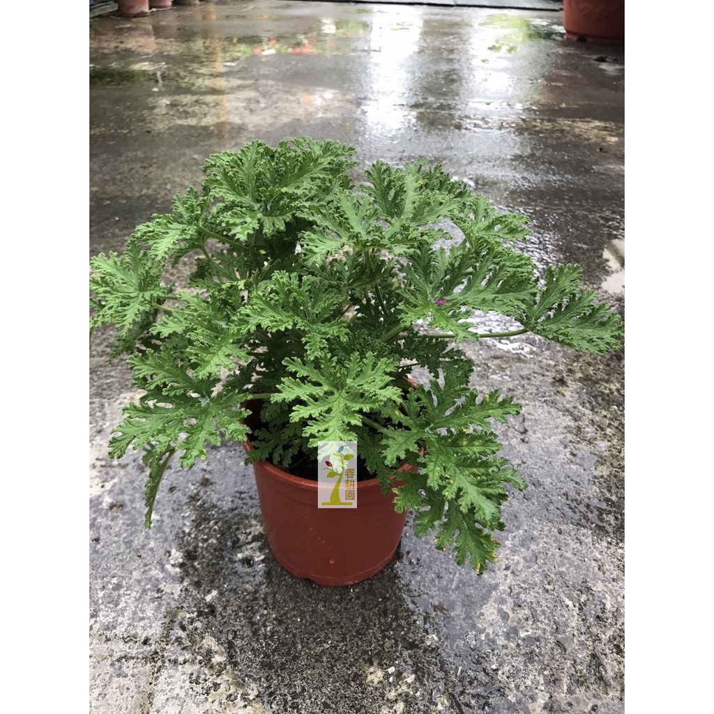 防蚊樹5吋盆 驅蚊植物 香草 春耕種苗園 蝦皮購物