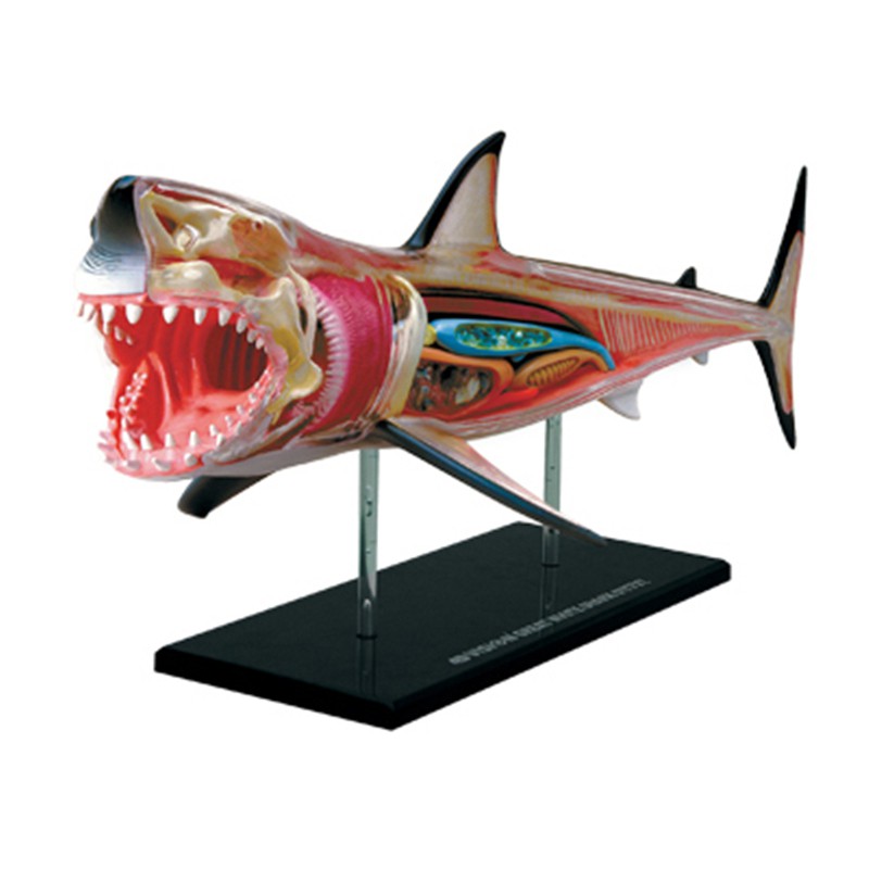4D MASTER 益智拼裝玩具 動物鯊魚解剖拼裝 生物鯊魚器官解剖模型 醫學教學模型