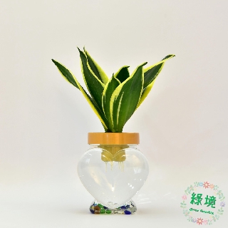 快速出貨 水耕瓶 小品 虎皮蘭水耕 辦公室療癒小品 水耕植物 空氣清淨