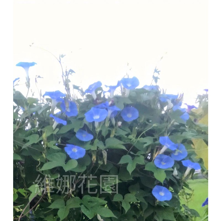 水藍色朝顏種子，牽牛花種子❇️維娜花園❇️