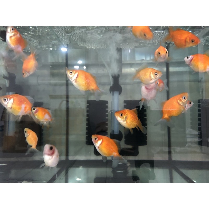 包金貓獅鵝頭紅紅白皇冠紅白獅五花蘭壽琉金珠鱗 蝦皮購物