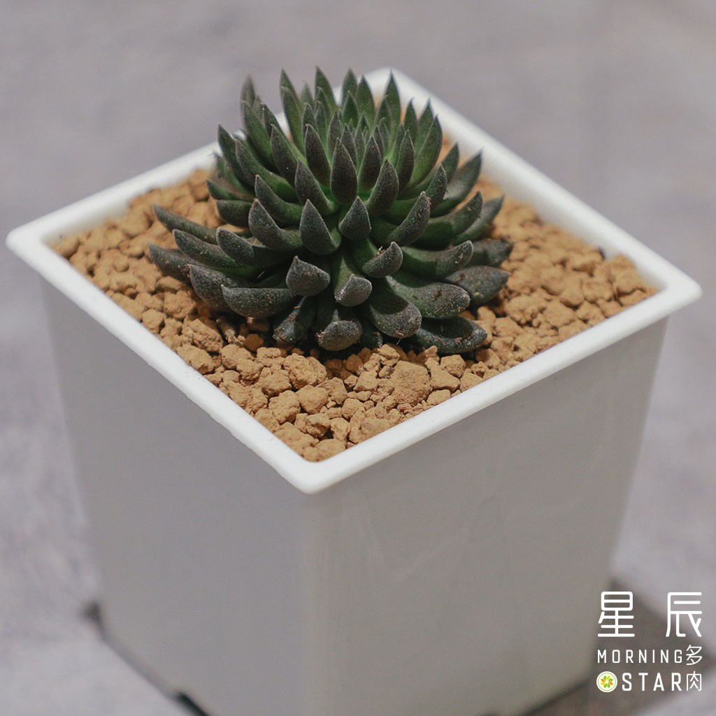 【星辰多肉】泗馬路  三吋 穩根連盆寄送。多肉植物，療癒，觀葉，多肉。（寄送會掉葉，可接受再下單）