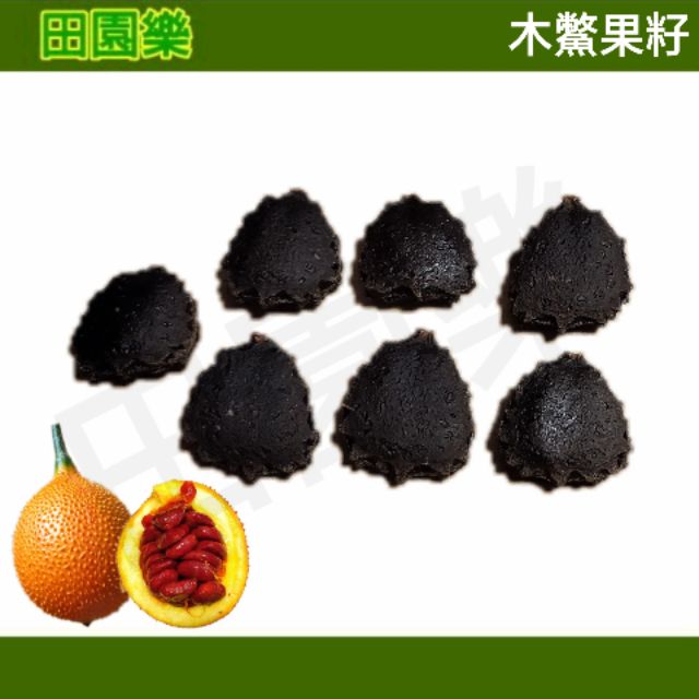 木鱉果苗的價格推薦 21年9月 比價比個夠biggo