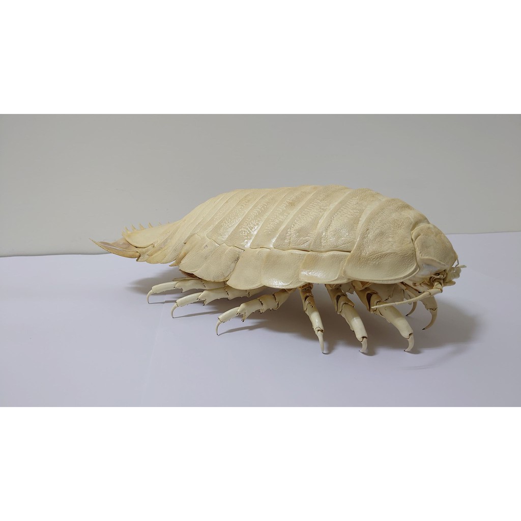 超大 大王具足蟲 標本 生物標本 乾製標本 具足蟲 蝦皮購物