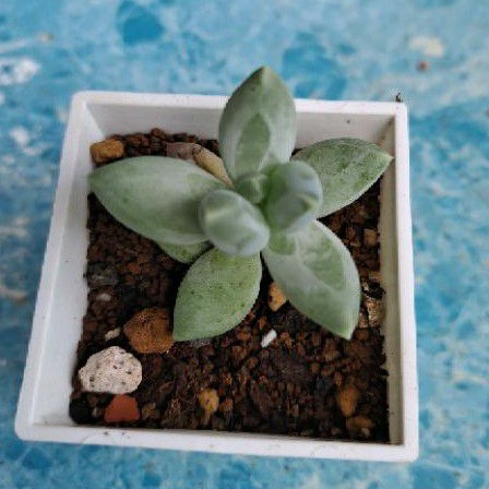 艾均園 多肉植物 3盆100元 不拆賣 蝦皮購物