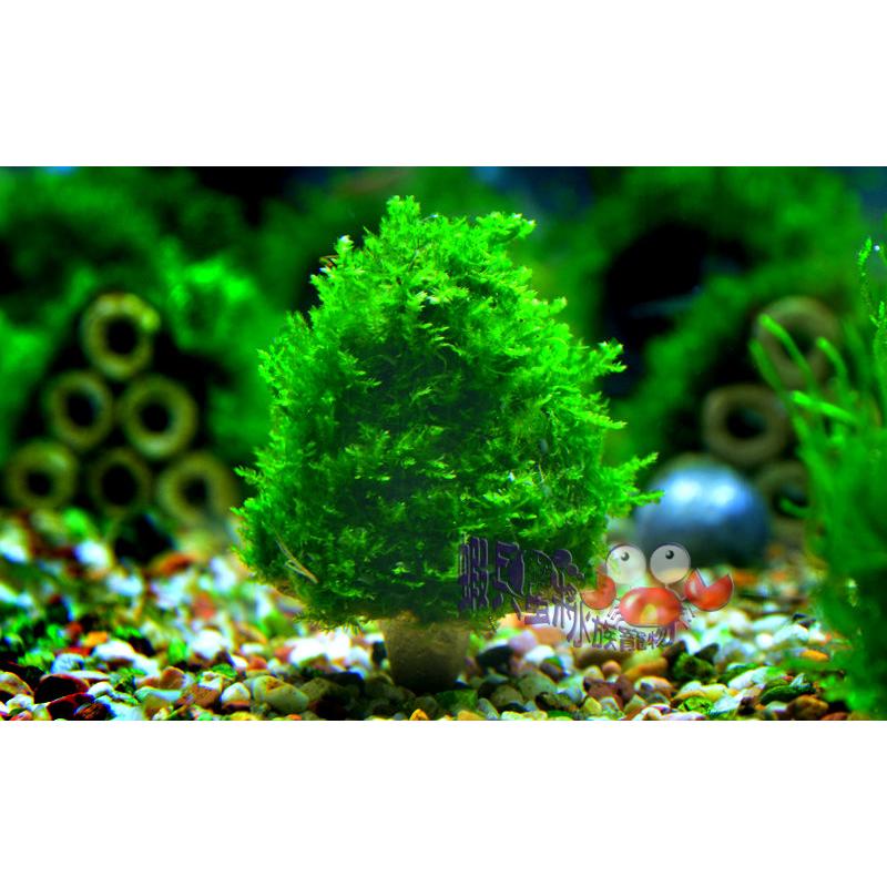 蝦兵蟹將 水草造景 小三角莫斯 不倒翁 莫絲樹 單顆 前景草中景草苔蘚類陰性水草南美莫絲默思默絲初學者
