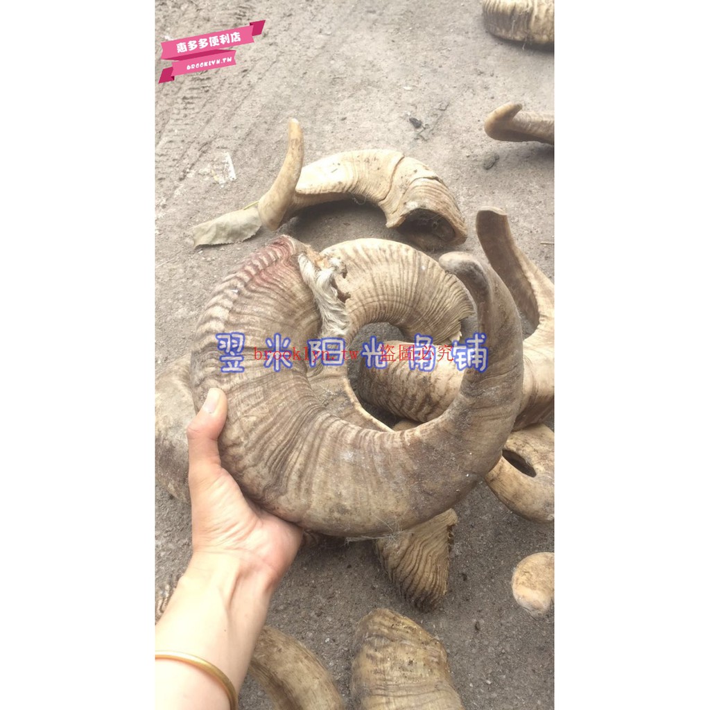 羊角原料綿羊角原料山羊角原料羊角梳子羊角佛珠原料刮痧板惠多多便利店 蝦皮購物