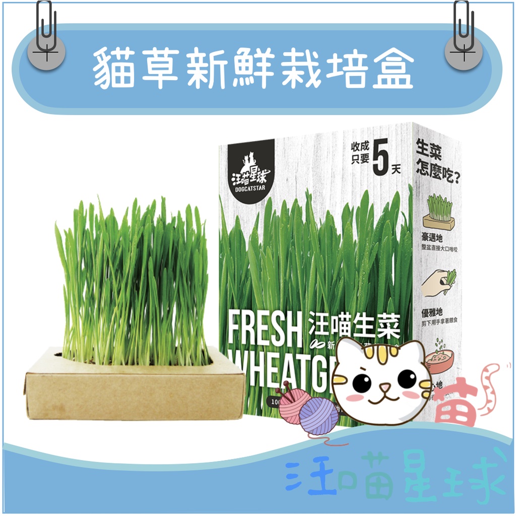 汪喵星球貓草新鮮栽培盒 貓咪生菜 貓草 蝦皮購物
