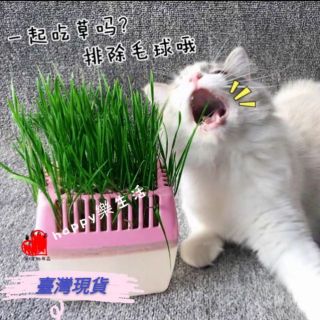 Petstyle貓の生野菜 DIY貓草 水培貓草 種植貓草 無土栽培 貓草