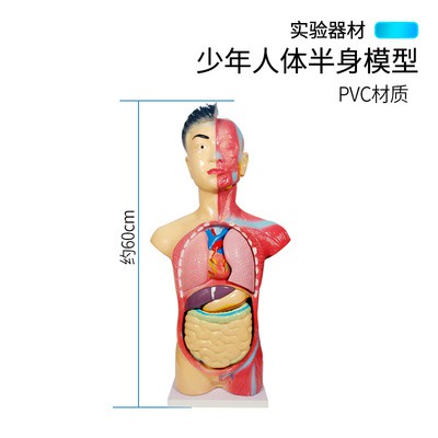 S0滿180出貨少年人體半身模型醫學學生教學肌肉內臟器官心臟消化系統結構模型人體軀干解剖專業生物模型教具實驗器材 蝦皮購物