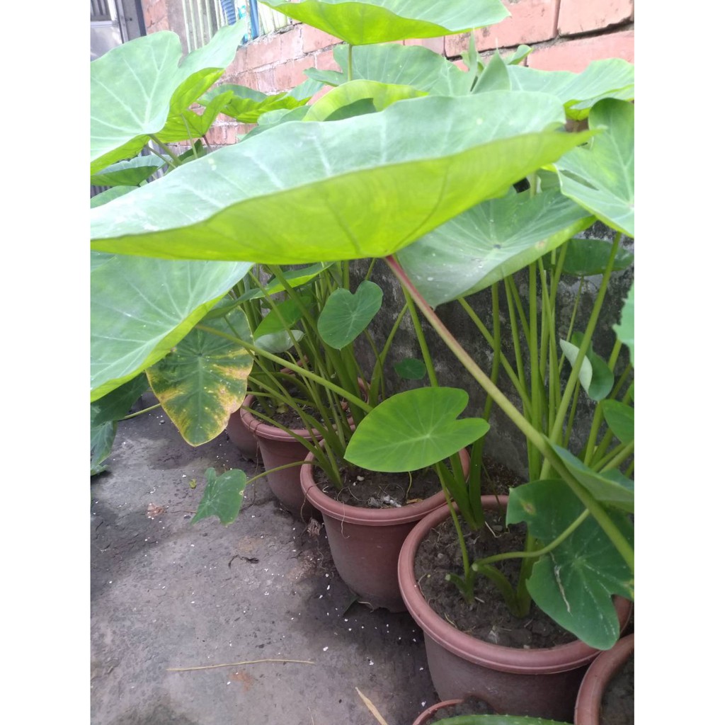 芋頭苗檳榔心芋頭苗紅紫梗芋頭苗 蝦皮購物