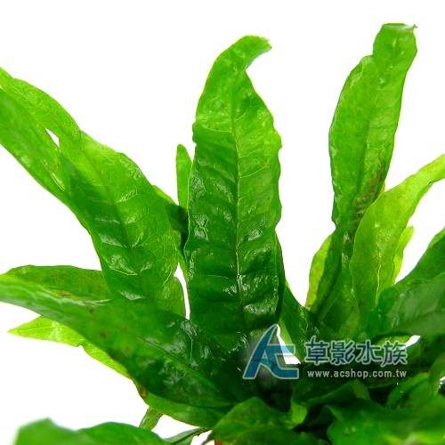 Ac草影 鐵皇冠 一盆 陰性水草陰性草中景草蕨類植物不需要二氧化碳不用co2 新手水草 蝦皮購物