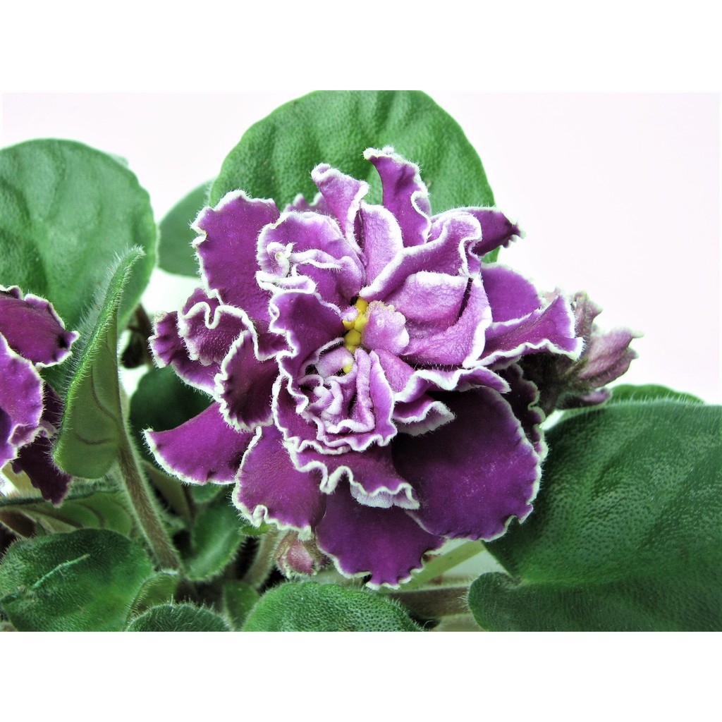 孵孵樂 非洲菫 非洲堇 非洲紫羅蘭 Cristabel 康康舞女郎 葉片販售 蝦皮購物