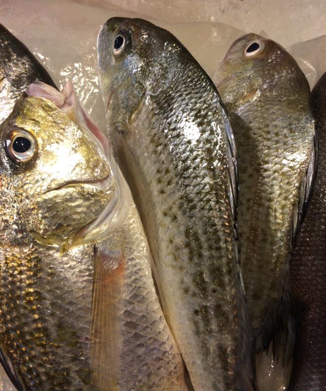 魚門 野生石鱸魚 厚鱸 石鯽仔 萬用料理王 簡單料理 新鮮美味 蝦皮購物