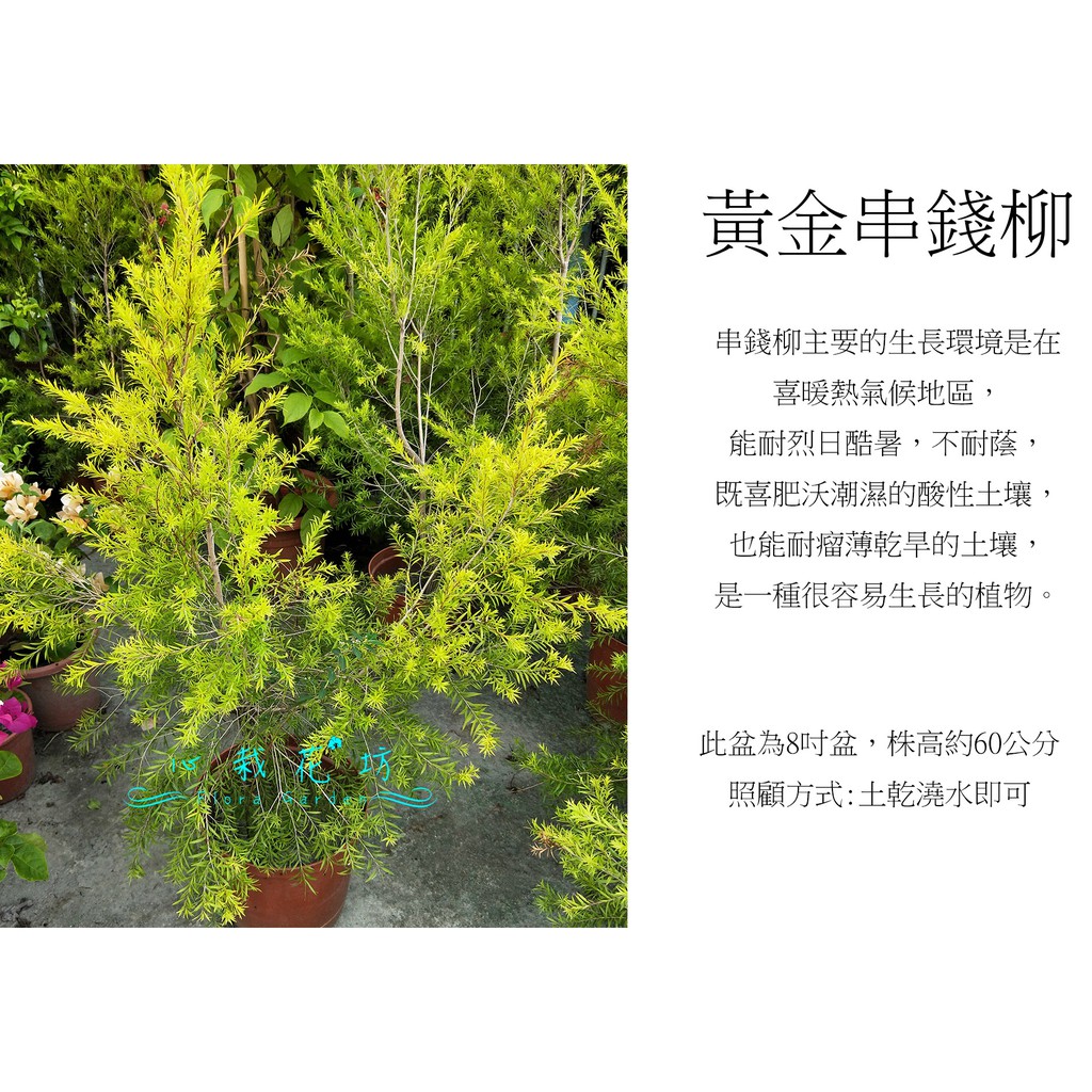 心栽花坊-黃金串錢柳/8吋/綠化植物/綠籬植物/售價500特價400