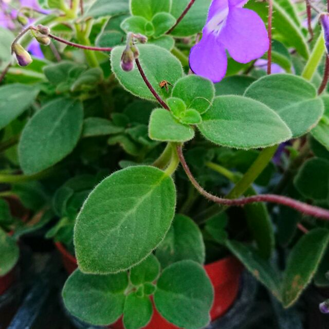 福來小舖 大海豚花 3吋盆 花高度3至10公分 蝦皮購物
