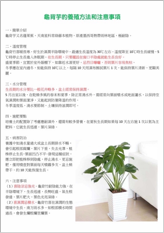 龜背芋8吋白瓷盆清淨室內空氣品質設計師使用室內網紅植物四季常青 蝦皮購物