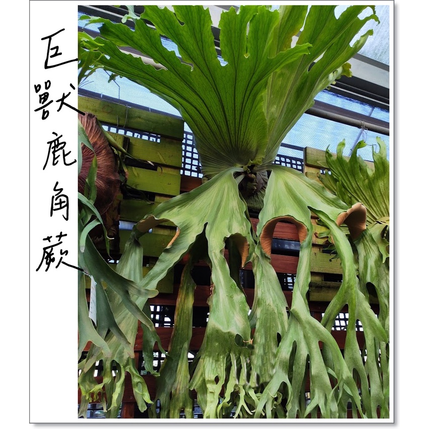 &lt;美心花園&gt;巨獸鹿角蕨 P.grande  18原生種之1(非女王鹿角蕨)