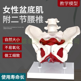 ♥❤女性骨盆模型生殖器官盆腔盆底肌結構盆骨附二節腰椎分娩教學模型