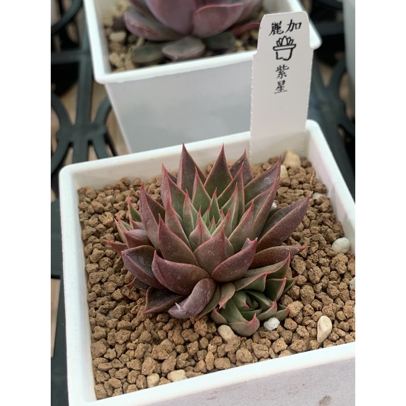 麗加蘭園 多肉植物 紫星 現貨限量品 挑有雙頭先出貨 蝦皮購物