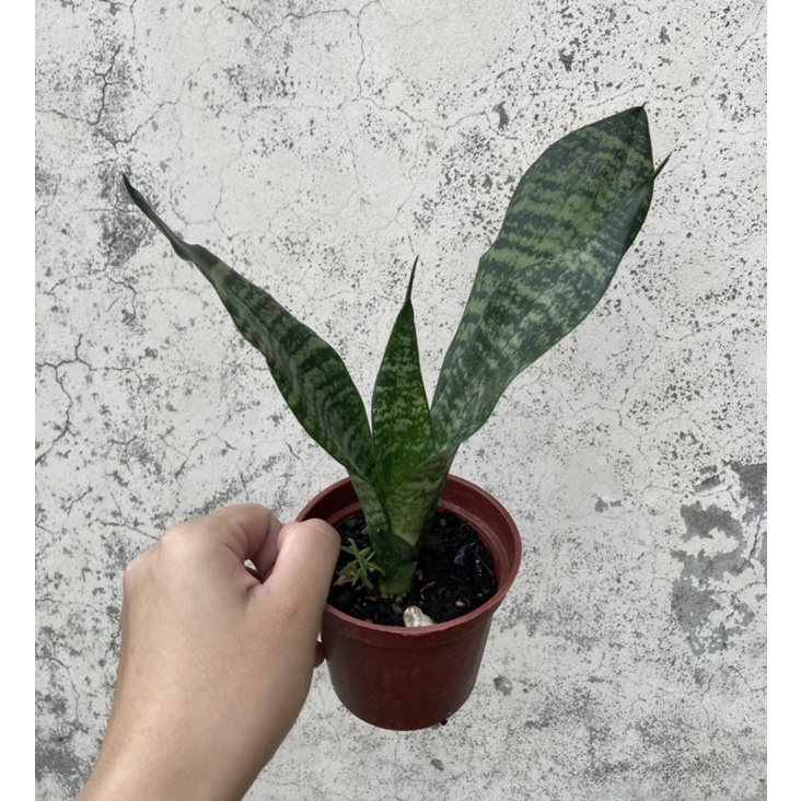 貝捲植物🍃虎尾蘭/金邊虎尾蘭/室內植物/觀葉植物/空氣淨化