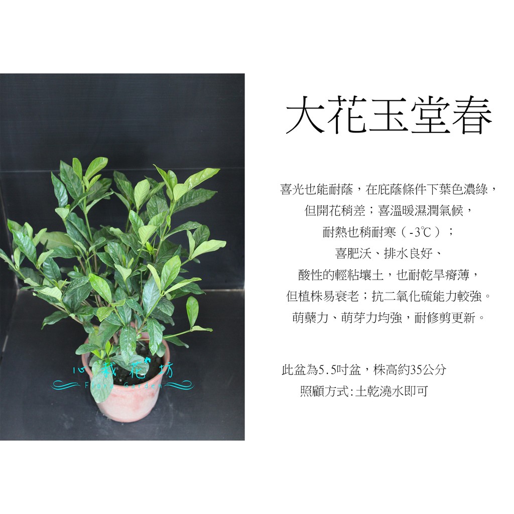 心栽花坊-大花玉堂春/梔子花/5吋/綠化植物/綠籬植物/香花植物/售價150特價120