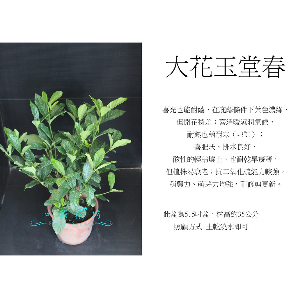 心栽花坊-大花玉堂春/梔子花/5吋/綠化植物/綠籬植物/香花植物/售價160特價140