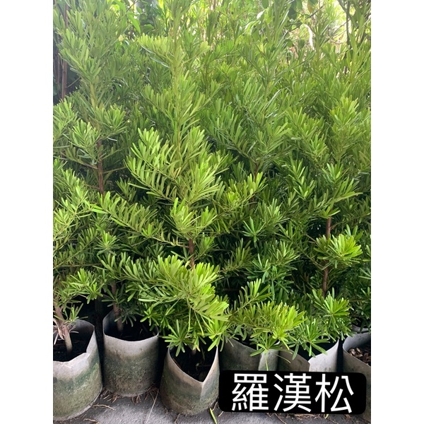 羅漢松/八寸移植帶/籬笆樹/綠化樹木/永吉種苗園