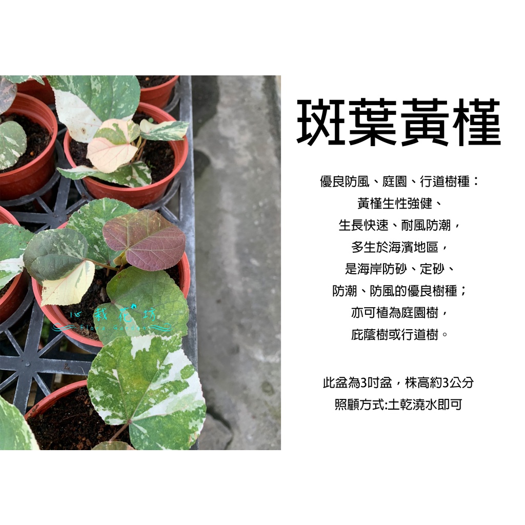 心栽花坊-斑葉黃槿/黃槿/3吋/綠化植物/綠籬植物/觀花植物/售價60特價50