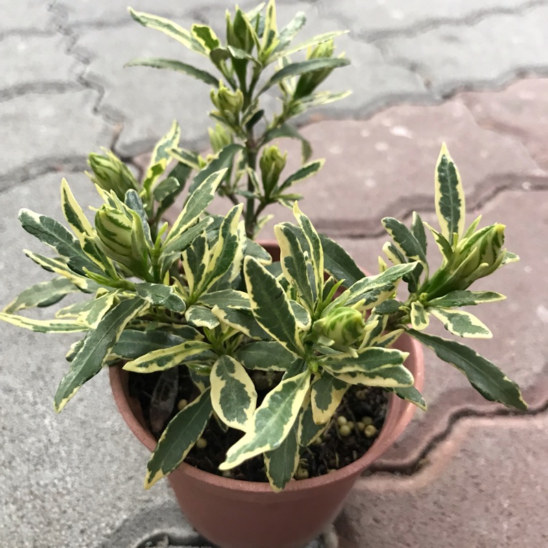 斑葉細葉梔子花 3寸紅盆 小品盆栽素材之一 圖片僅供參考 蝦皮購物