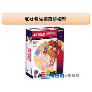 哥白尼的實驗室/科學玩具/4D女性生殖系統模型/泌尿系統 子宮 產道/正版Fame Master/生物模型