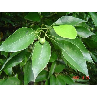 【冠亦商行】白樟樹精油 Camphor Oil White