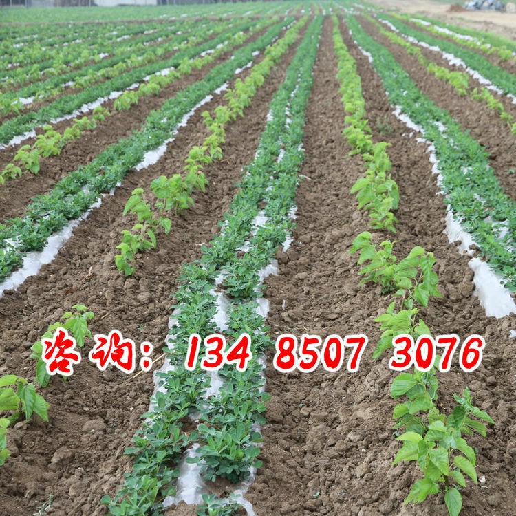 蟲蟲菜園 桑樹種子大葉桂桑桑葚蠶桑種籽強桑農桑特2號桑籽大厚 蝦皮購物