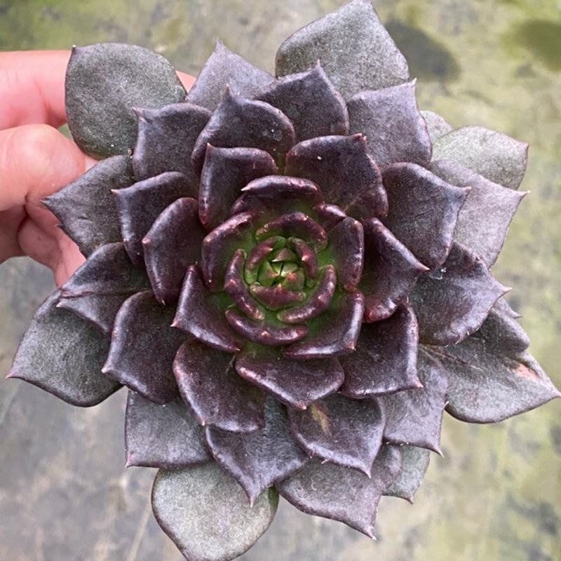 三吋多肉植物 黑王子石化 呂爸爸農家樂 蝦皮購物